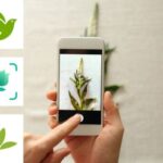 Aplicativos para identificar plantas: existem e estão em alta! 