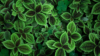 Identifique Plantas: App para Reconhecer Espécies