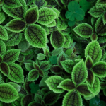 Identifique Plantas: App para Reconhecer Espécies