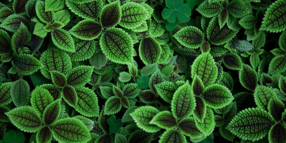 Identifique Plantas: App para Reconhecer Espécies
