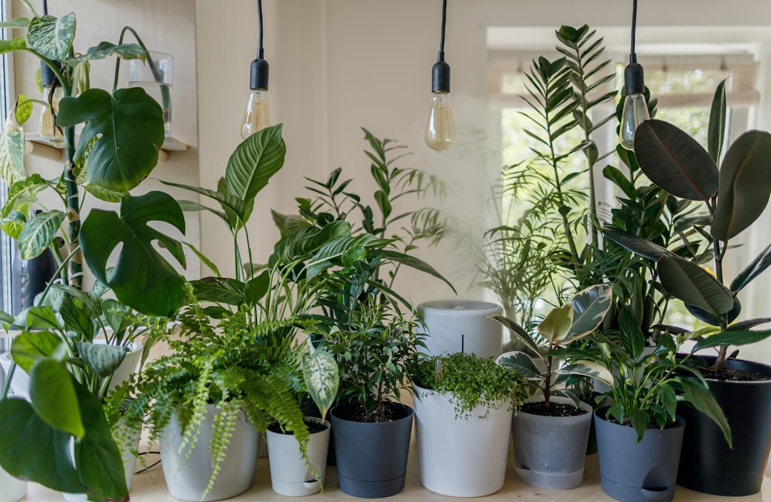Identifique Plantas com Esse App Gratuito