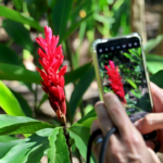 Identifique flores e plantas com esse aplicativo