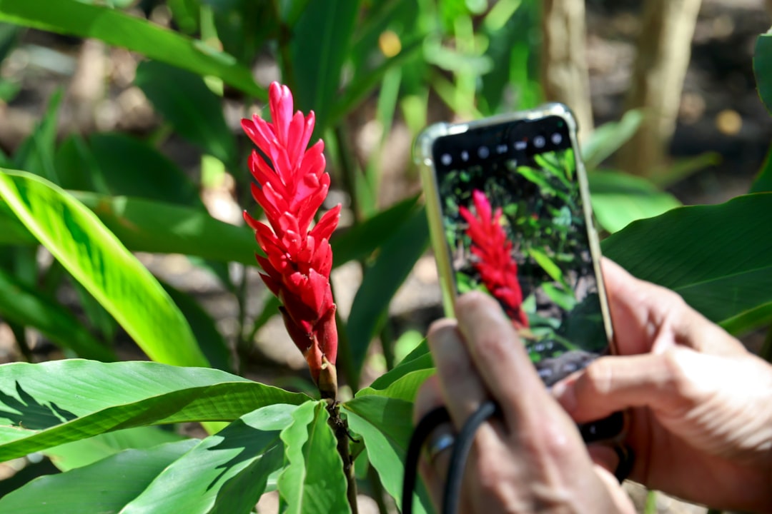 Identifique flores e plantas com esse aplicativo