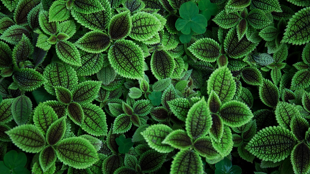 Aplicativo para Identificar Plantas Online