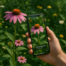 Identifique plantas e flores com aplicativo