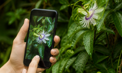 Aplicativo para Identificar Plantas: Descubra Qualquer Espécie