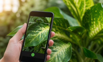 Aplicativo que Identifica Plantas: Conheça a Espécie