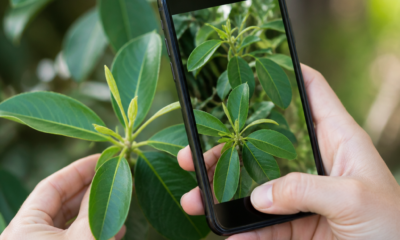 Descubra o Nome das Plantas com o Celular