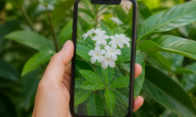 Descubra o Nome das Plantas com Este App