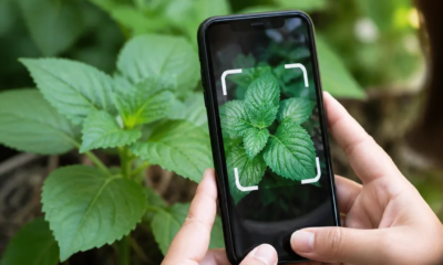 Identifique Plantas em Segundos com Este App